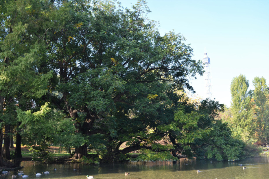 The Caucasian Walnut of Parco Sempione