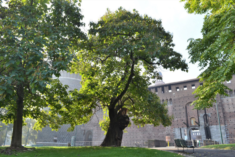 La Catalpa del Castello Sforzesco