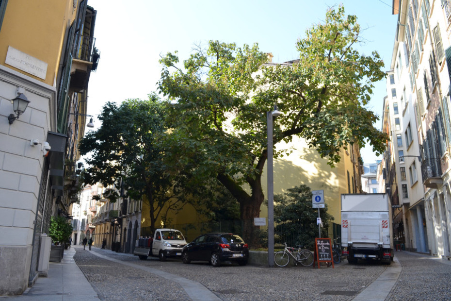 The Paulownia of Brera