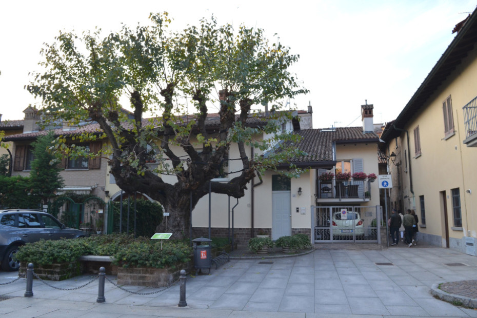 The Mulberry Tree of Cassano d'Adda