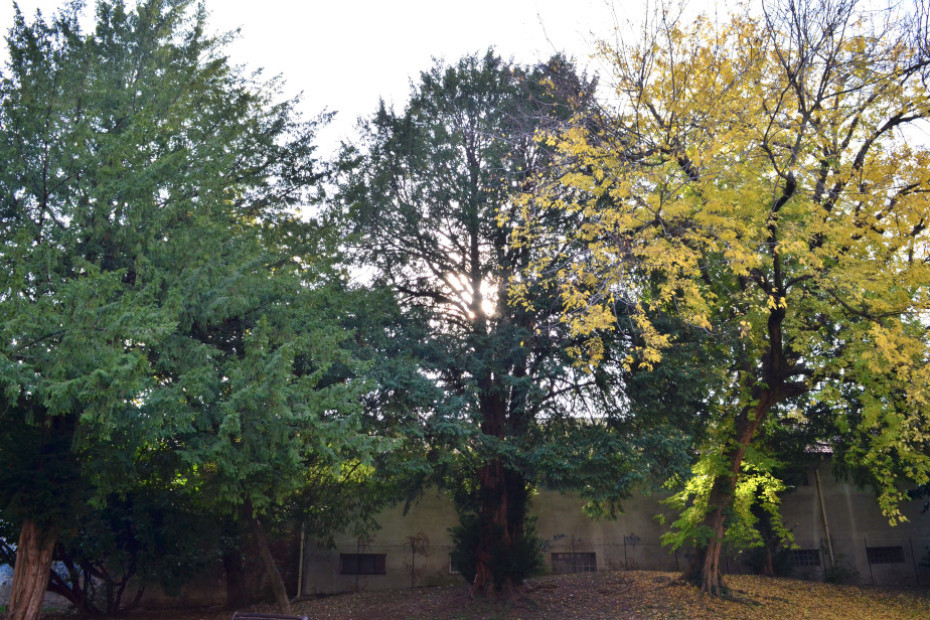 The Yew of Cerro Maggiore