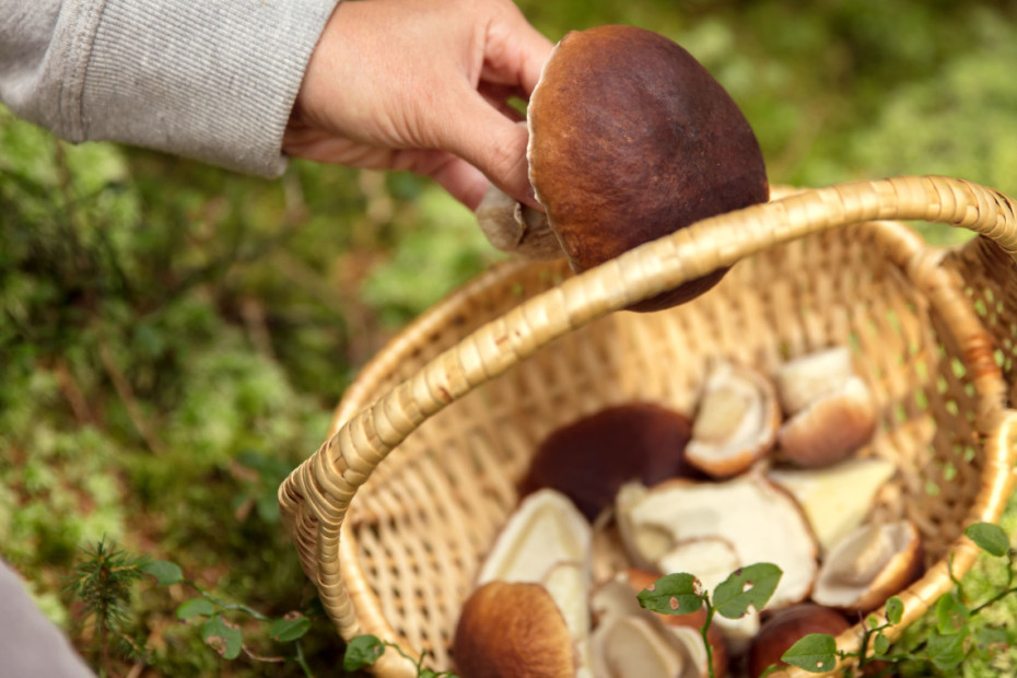 A caccia di funghi autunnali (BG,CO,MI,MB)