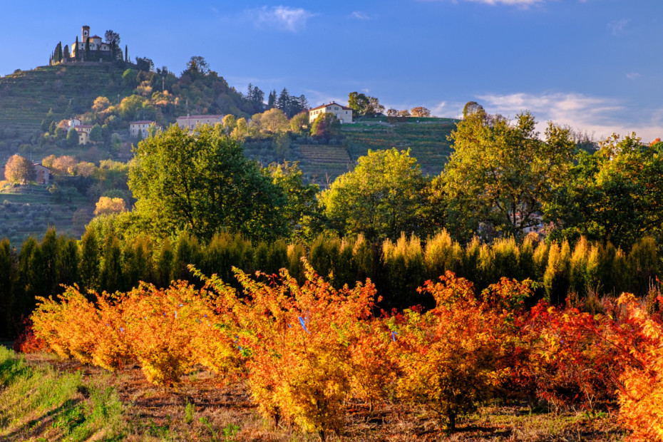 Forest Bathing tra boschi e oasi naturali (MI,LC,PV)