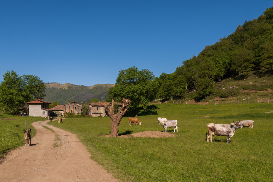 Pascoli verdeggianti con mucche a Megna