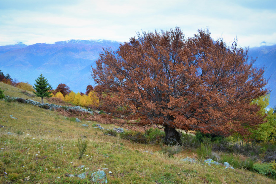 I Faggi di Prato Isio