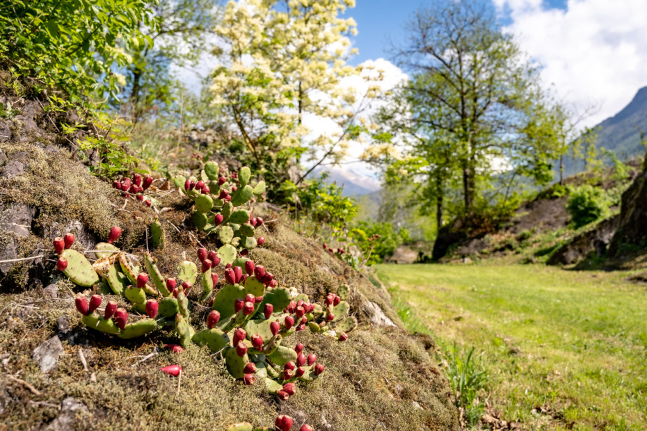 I fichi d’india sulle rocce del Parco Comunale di Seradina Bedolina (Capo di Ponte)