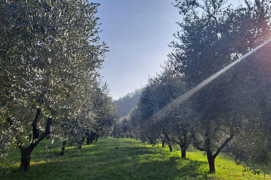 L'Uliveto