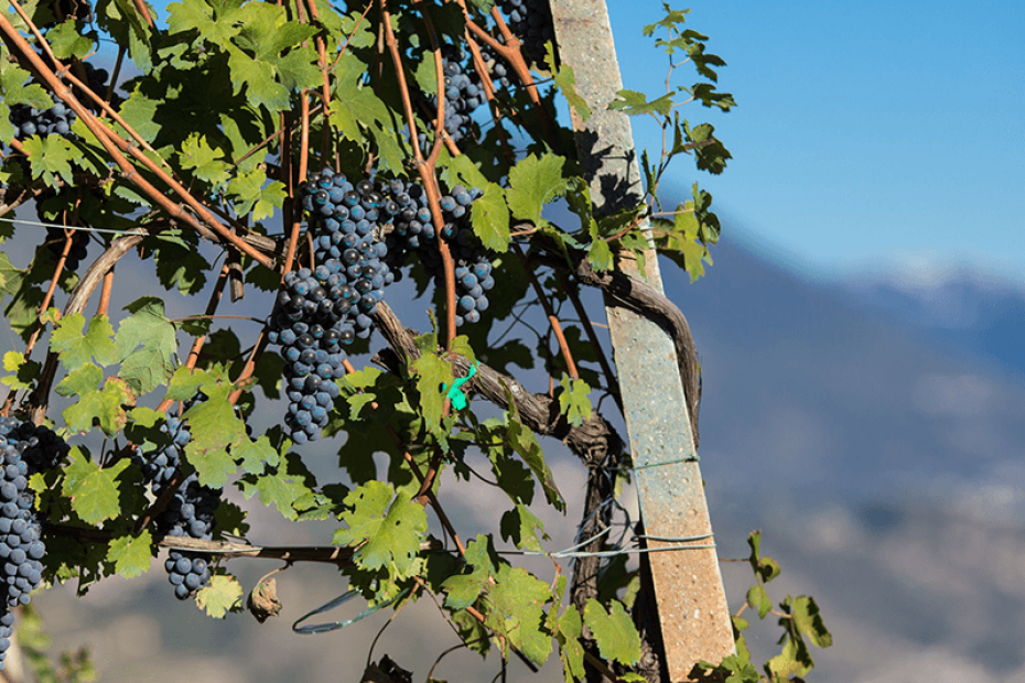 VALTELLINA SUPERIORE MAROGGIA DOCG