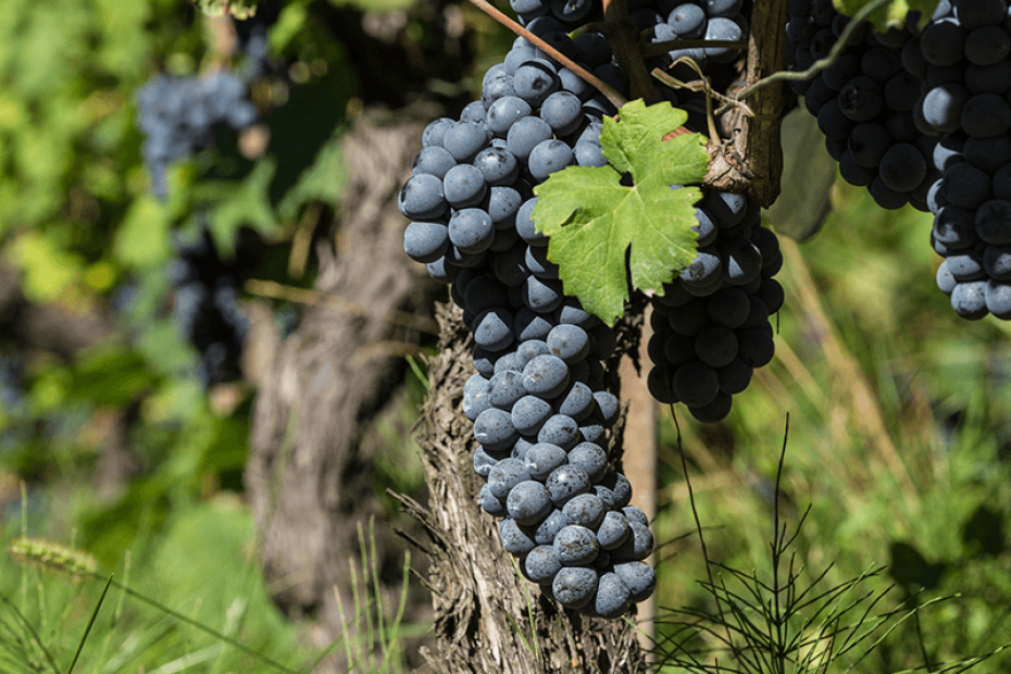 VALTELLINA SUPERIORE DOCG