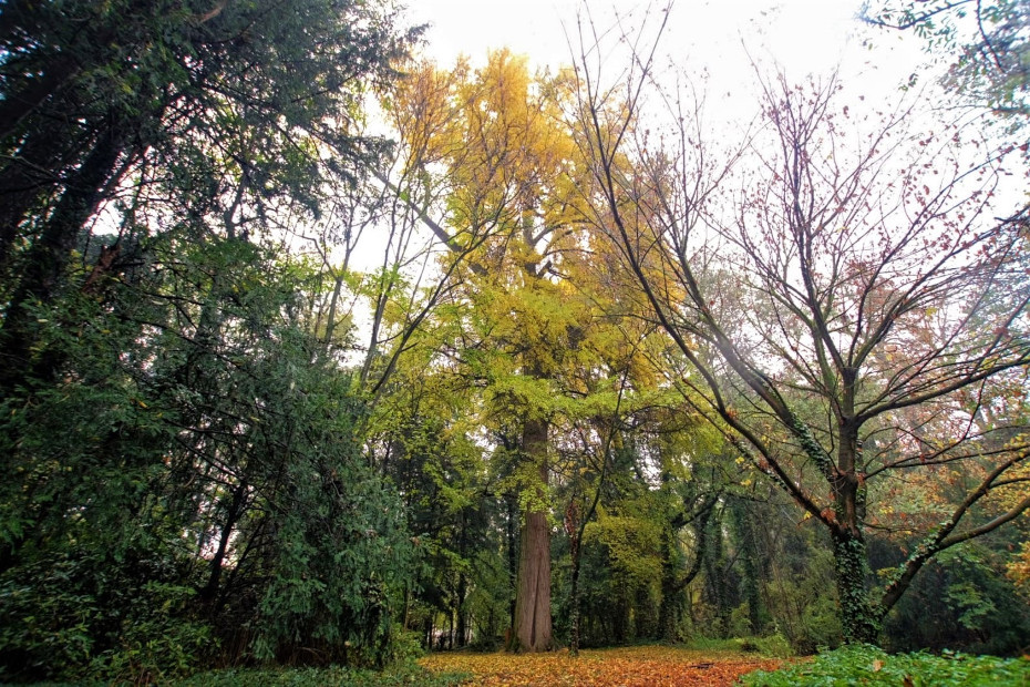 Il Ginkgo biloba di Parco Bertone