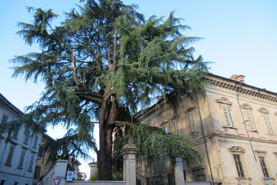 Il Cedro di Palazzo Premoli a Crema