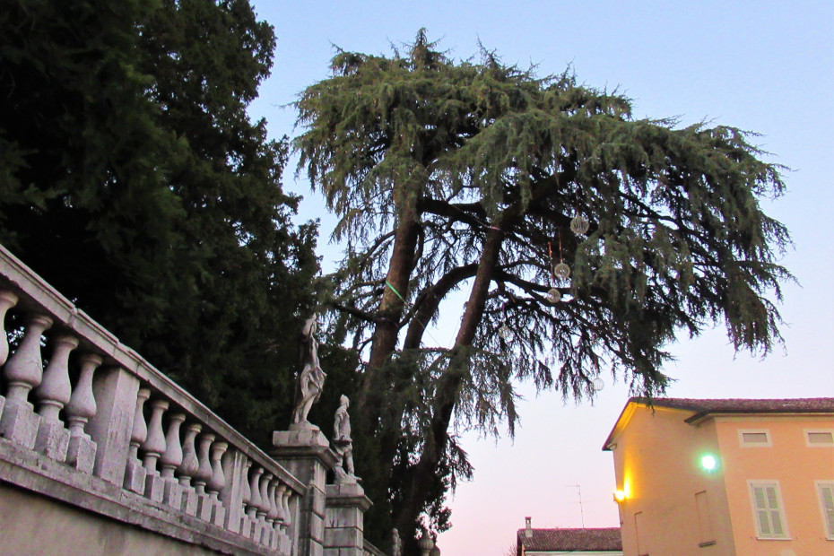 The Cedar of Verolanuova