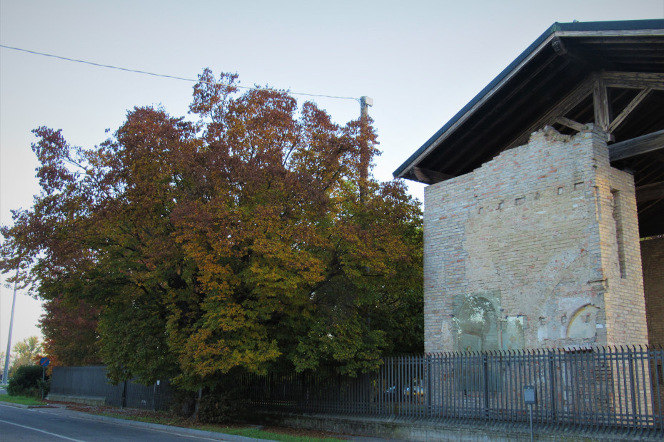 Il Carpino del Santuario di Pandino