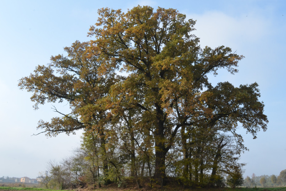 Il cerchio di querce di Cascina Monticelli