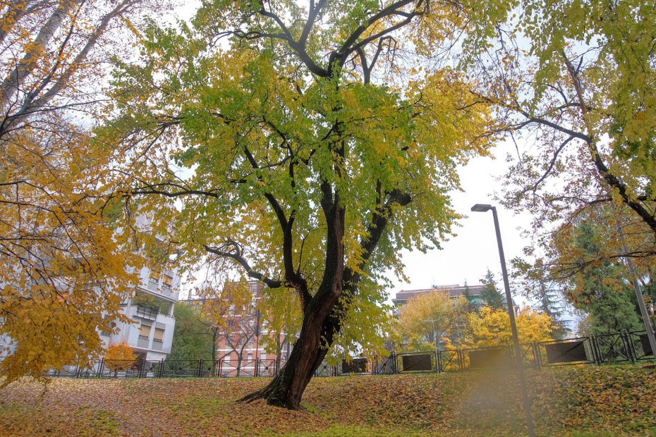 La Maclura pomifera di Mantova