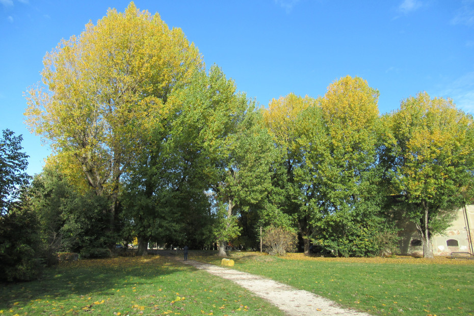 I Pioppi neri di Cascina Cambonino a Cremona (CR)