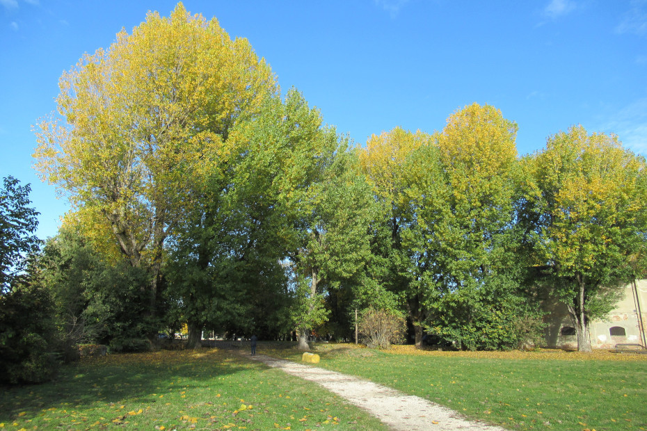 I Pioppi neri di Cascina Cambonino a Cremona (CR)