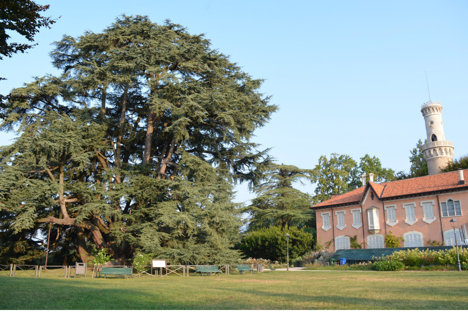 Il Cedro di Villa Mirabello (VA)