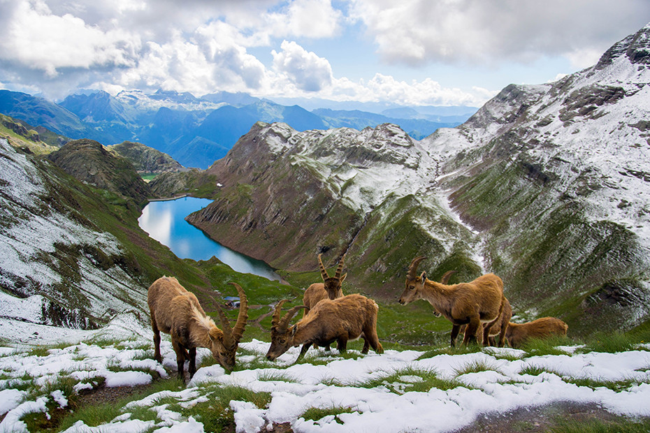 Gli stambecchi al Passo Aviasco 