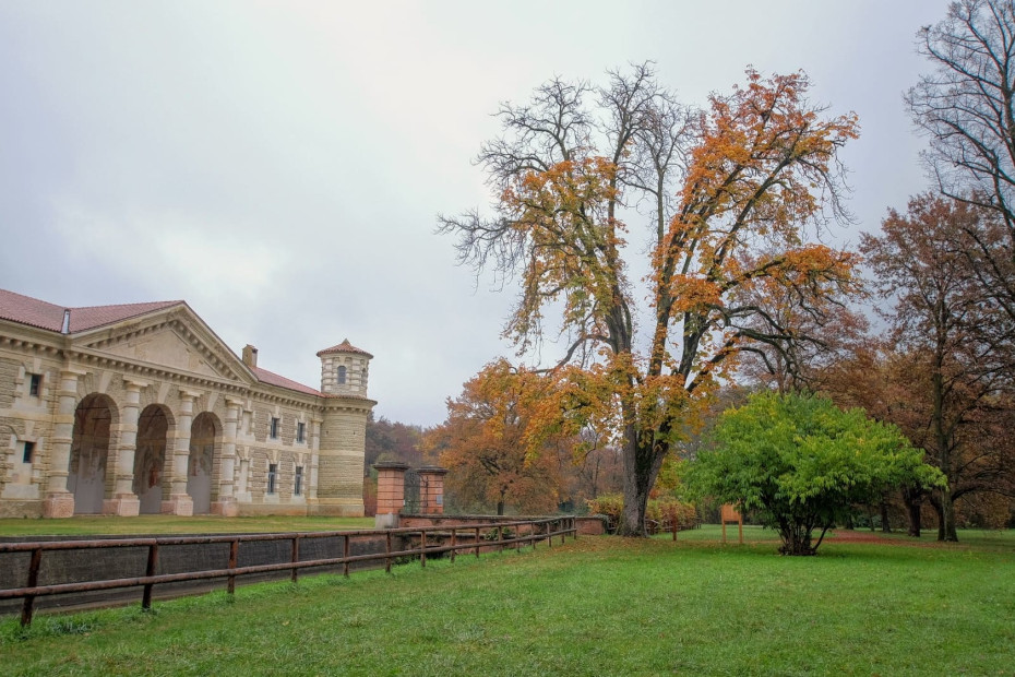 L’Ippocastano dei Bosco Fontana