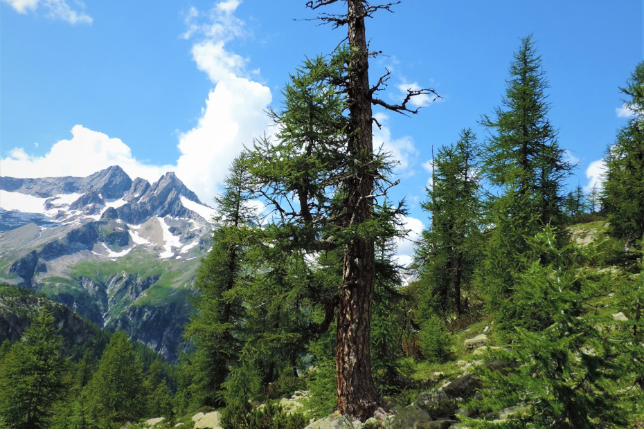 The thousand-year-old Larch in Valmalenco (SO)