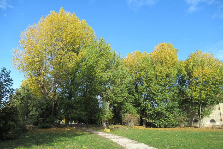 I Pioppi neri di Cascina Cambonino a Cremona