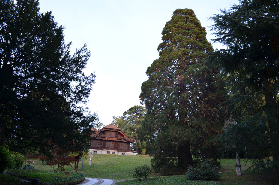 La Sequoia gigante di Villa Baragiola