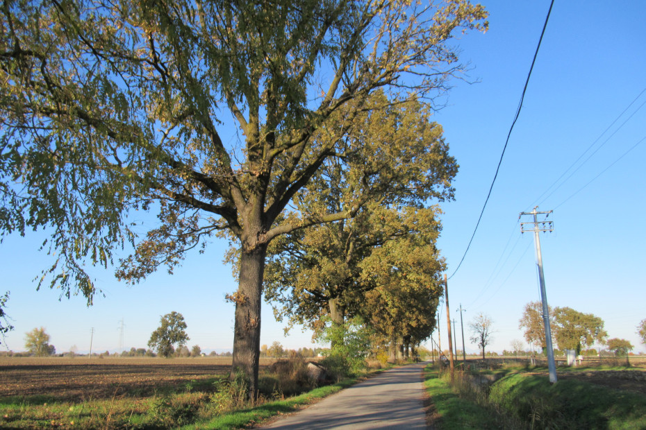 Il filare di Querce a Casalmaggiore