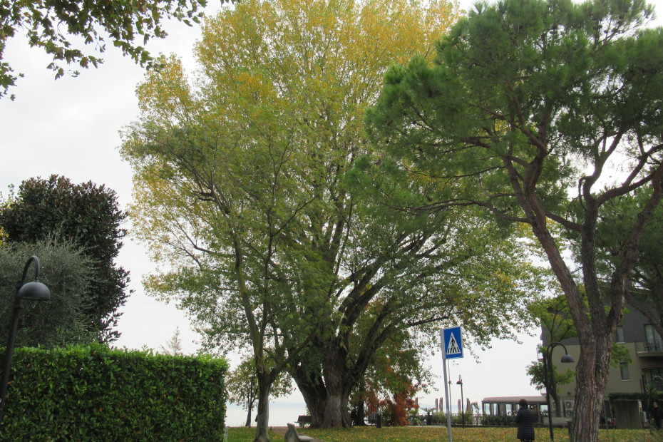 Il Pioppo nero di Sirmione