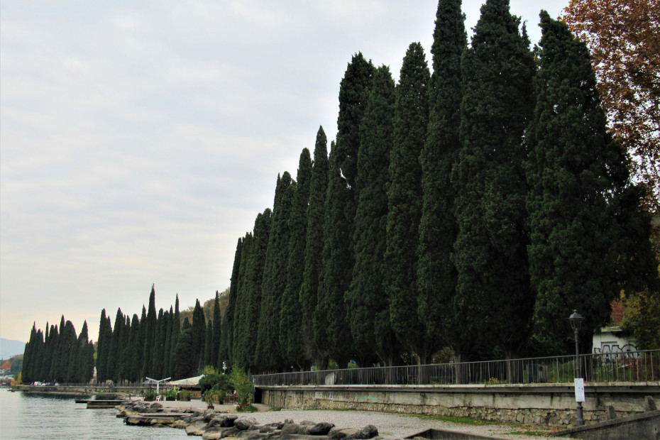 The Cypresses of Salò