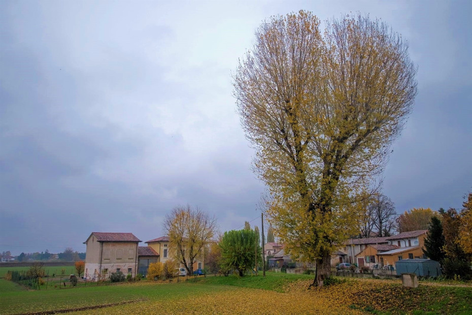 Il Pioppo nero di Curtatone