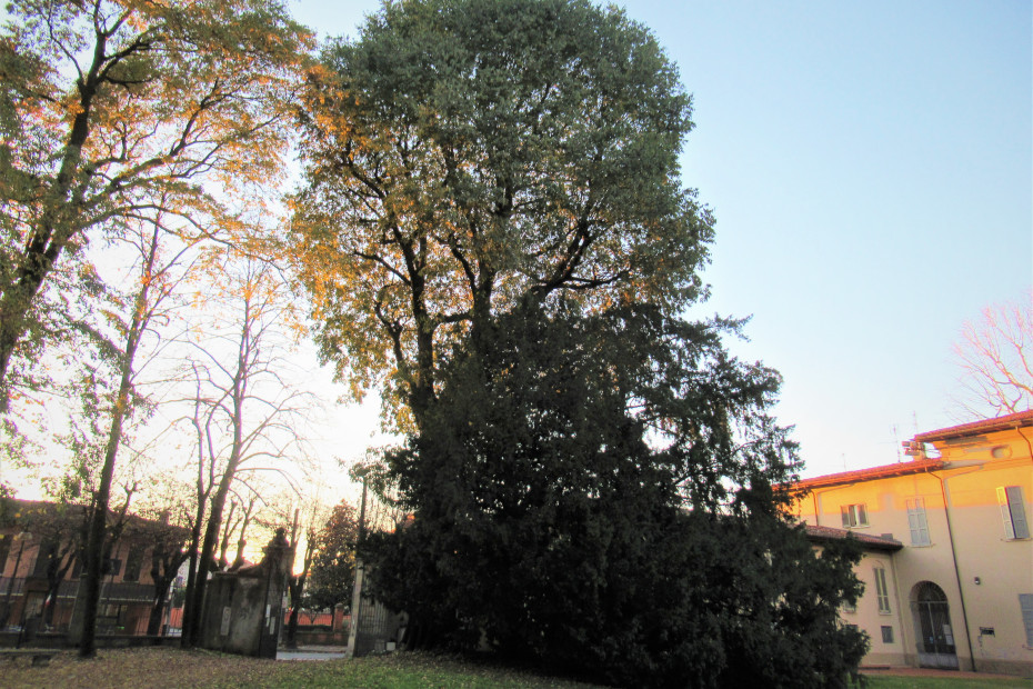 Il Bagolaro di Robecco d’Oglio