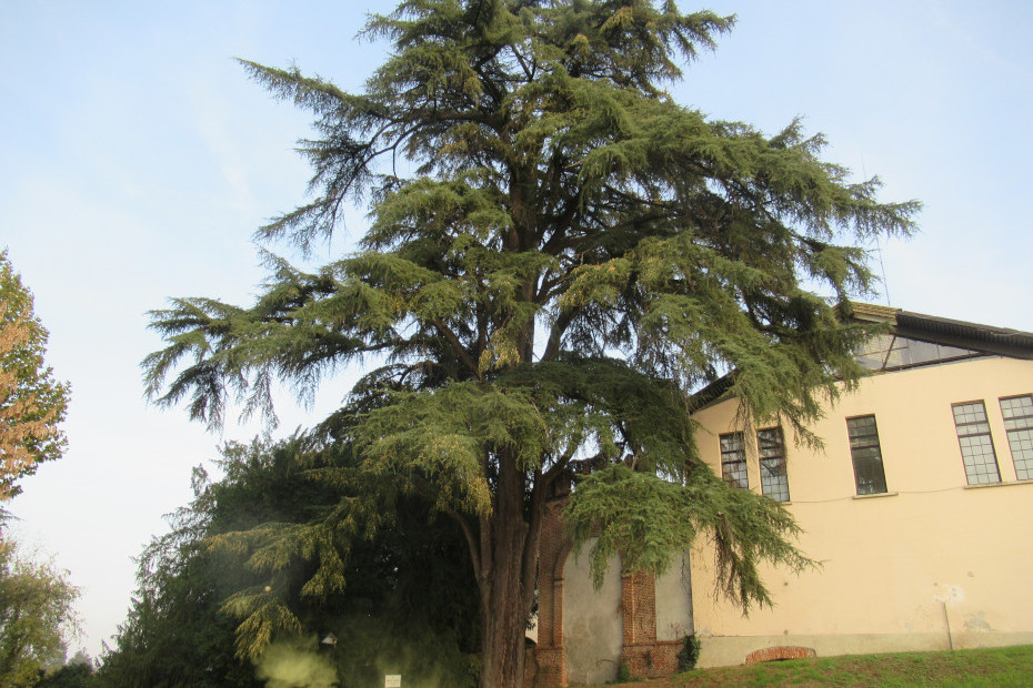 Il Cedro di Chignolo Po