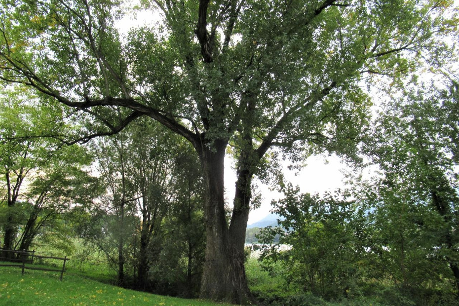 Il Pioppo nero di Calolziocorte