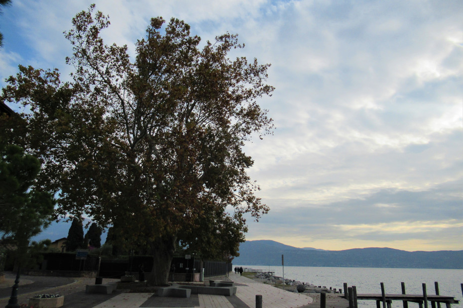 The Plane Tree of Toscolano Maderno