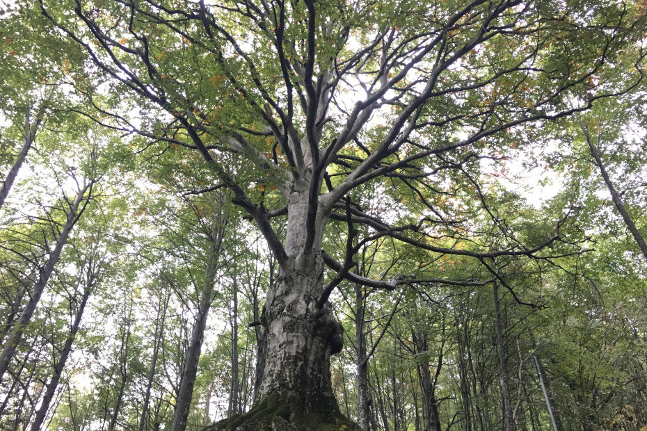 Il Faggio di Cassiglio