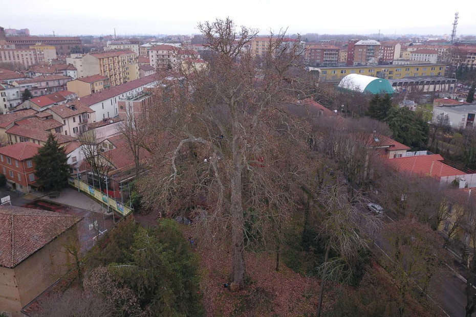 Il Platano dell’Orto botanico di Pavia (PV)
