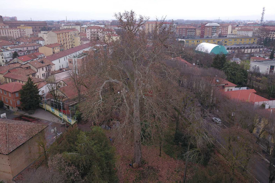 The Platanus of the Pavia Botanical Garden (PV)