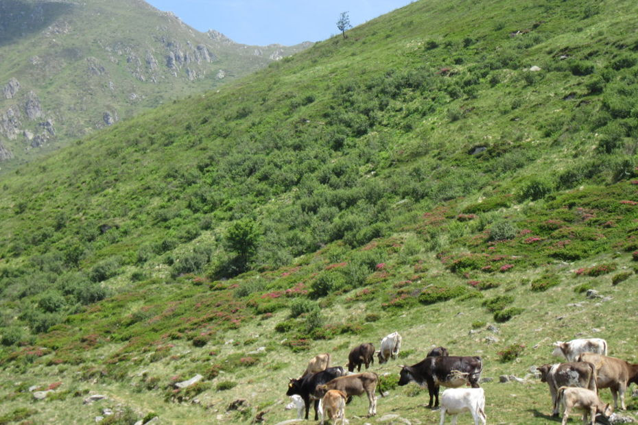 Alpeggi in Val Cavargna