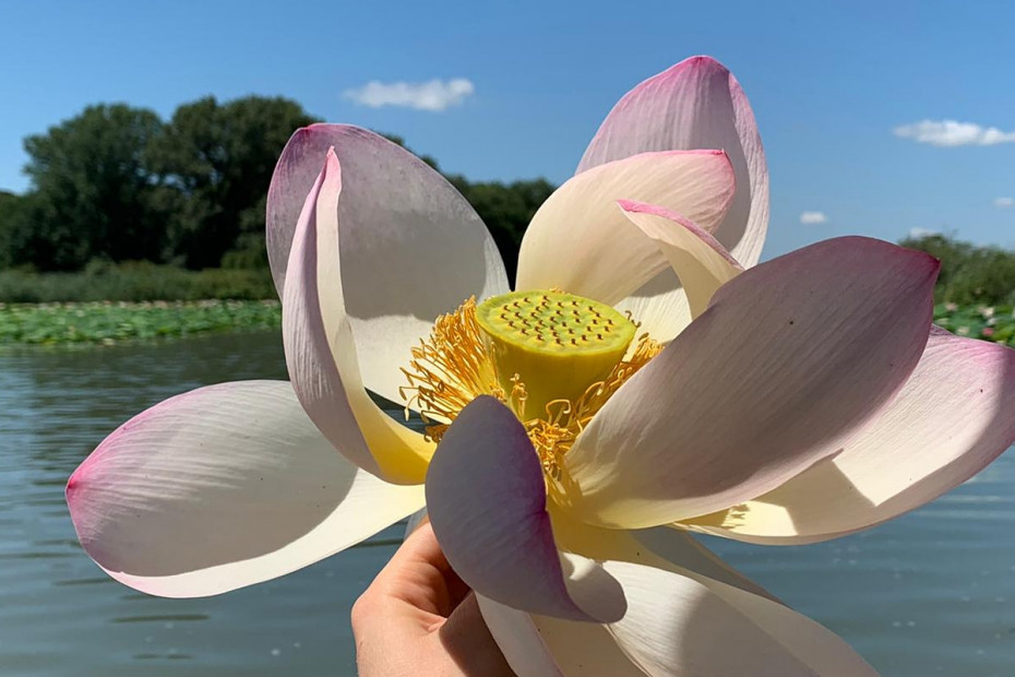 La fioritura dei fiori di loto a Mantova, con i barcaioli del Mincio