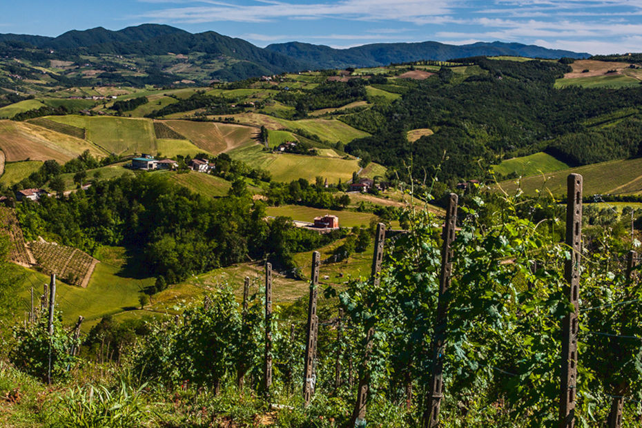 4. Wine in Valtellina