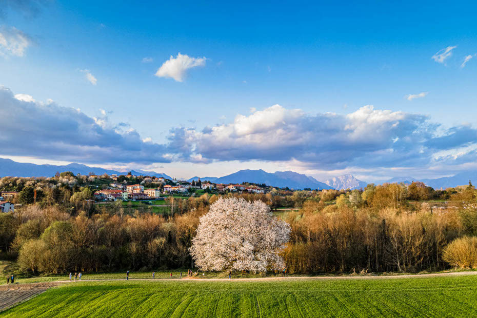 Il Ciliegio di Besana