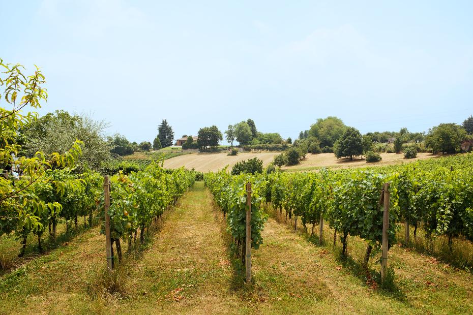 8. Por supuesto, no olvidemos el vino