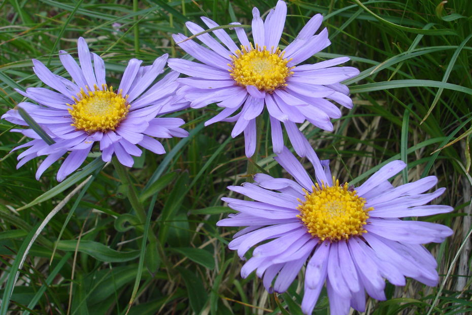 Natura incontaminata in Val Cavargna