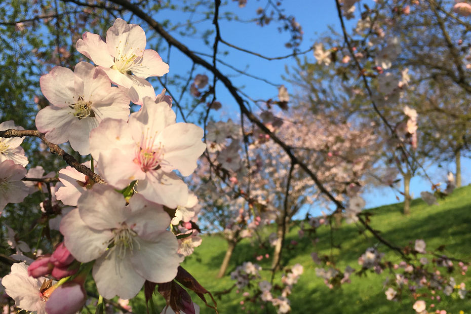 Fioriture a Milano