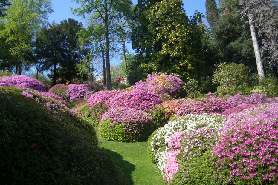 Fioriture a Como