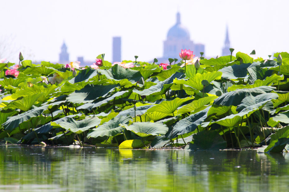 Fioriture a Mantova