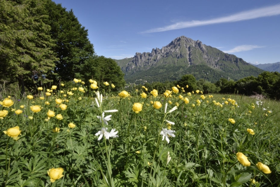 Fioriture a Lecco