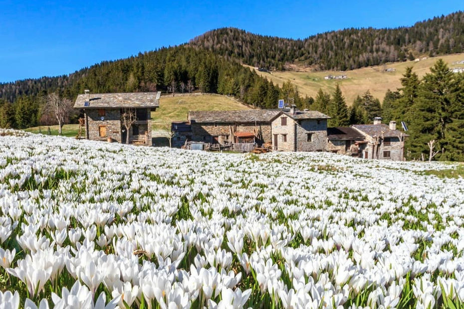 Fioriture in Valtellina