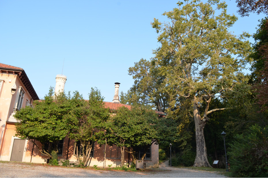 Il platano di villa Mirabello